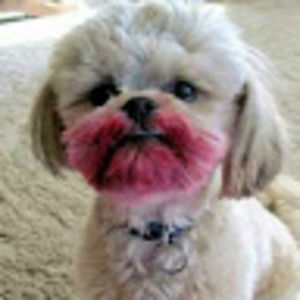 Meet your Posher, Janice